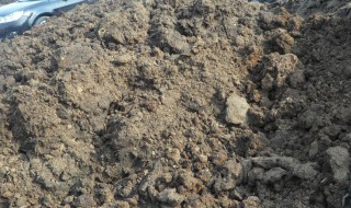 牛粪处理方法 怎样处理牛粪