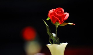 玫瑰花朵数的含义表白 玫瑰花朵数含义是什么