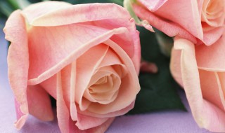 玫瑰花朵数代表什么 玫瑰花朵数代表什么寓意