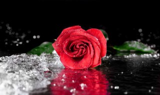 52朵玫瑰花多少钱 52朵玫瑰花多少钱呢