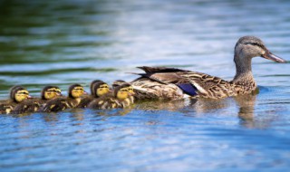 广东人焖鸭的做法 广东焖鸭的正宗做法