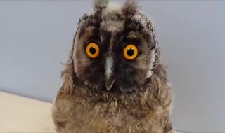 猫头鹰眼睛的特点 猫头鹰眼睛的特点介绍