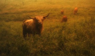 牛最大的特点是什么 牛有什么特点