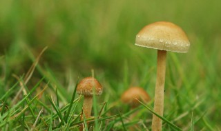 毛草菇生长在什么地方 毛草菇怎么生长