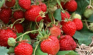 草莓产地主要在哪个省 草莓产地介绍