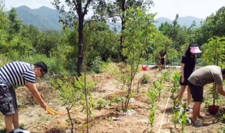 浇树浇根的意思是什么 浇树浇根的含义