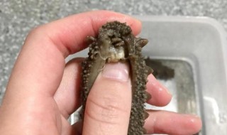 怎么清洗海参的干净 按如下三个步骤清洗海参