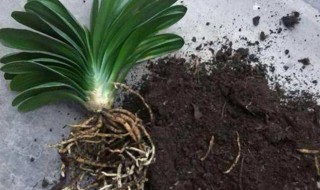 君子兰怎么换盆换土 君子兰如何换盆换土