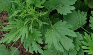 香菜根煮水对湿疹有用吗 用香菜根煮水，能治疗湿疹