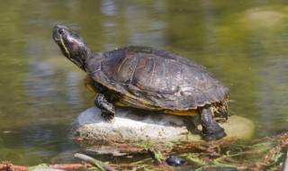 古时候对乌龟的雅称 关于乌龟的别称介绍