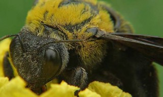 纯黑色的马蜂是什么 纯黑色的马蜂叫什么名字