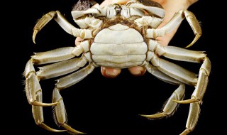 如何判断大闸蟹是死是活 判断大闸蟹是死是活的方法