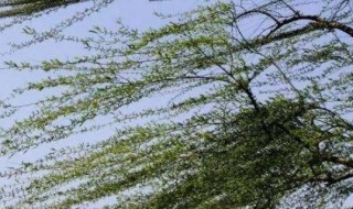 大风级别 大风分为几个级别