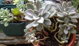 冬美人叶片干瘪怎么回事 冬美人叶片干瘪的原因