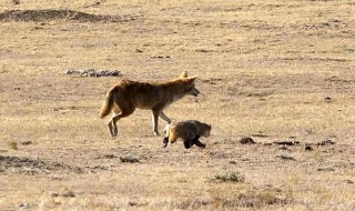 獾怕什么怎么驱赶 獾怕什么如何驱赶