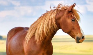 夏尔马为什么不能骑 为什么夏尔马不能骑