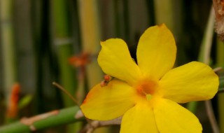 黄色花粉怎么洗 怎样清洗黄色花粉