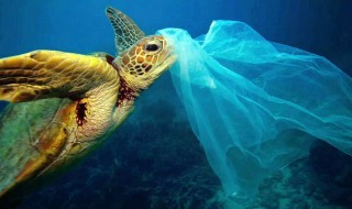 白色污染是由什么引起的 白色污染是有什么引起的