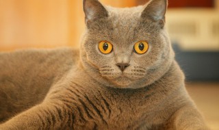 猫咪吃食少是什么原因 猫咪吃食少的原因是什么