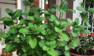 室内有蚊子养什么花 室内有蚊子养什么花驱蚊