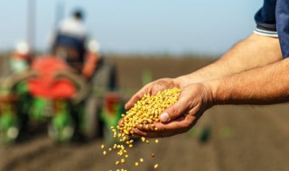 种子发芽为什么细长 种子发芽为啥细长