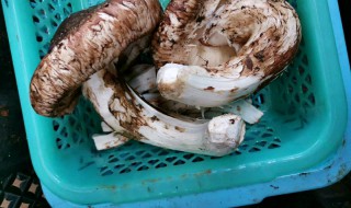 新鲜的松茸上面还有土怎么洗 新鲜松茸怎么清洗