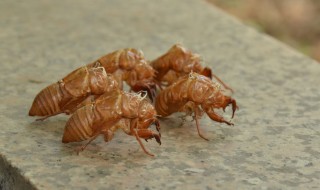 金蝉几月份从土里出来 关于金蝉几月份从土里出来