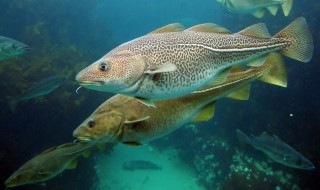 钓鳕鱼用什么饵 鳕鱼的分布范围