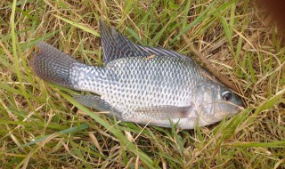 钓罗非用什么钩 钓罗非鱼的饵料选择