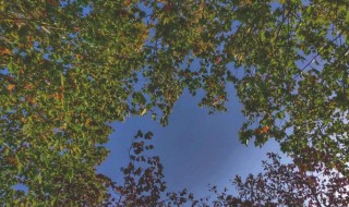 树叶从树上落下来改拟人句 十句树叶飘落拟人句