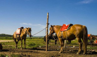 驽马怎么读音是什么 驽马的意思
