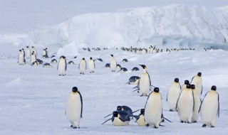 南极的温度是多少 南极洲的气候特点
