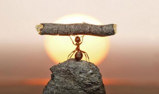 蚂蚁能举起多少倍重量 下面就告诉大家