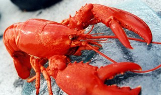 乘飞机能带冰冻大龙虾吗 要办理托运手续吗