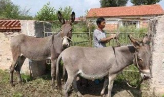 养驴挣钱为什么没人养 你知道答案了吗