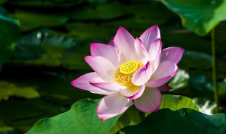 莲花有毒吗 属于什么植物