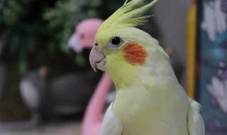 宠物推荐:玄凤鹦鹉 爱鹉人士的最佳选择
