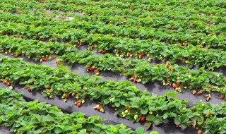 草莓种植技术与管理 超简单种植