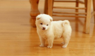 不要斗狗玩英语怎么说 狗的寿命大概是多少