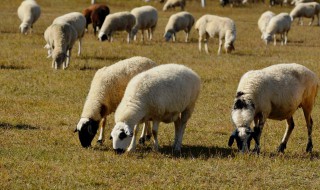 羊饲料的最佳配方 种类不同配方不同