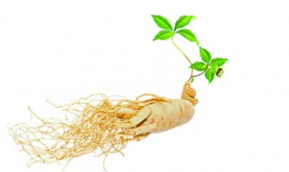 什么体质适合吃人参 哪些人适合吃人参