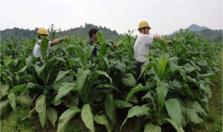 蚕桑栽植方法 蚕桑栽植方法说明