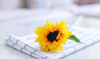 温柔暖心的短句 温柔暖心的短句有哪些