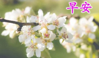 早安暖心问候语简短一句话 早安暖心问候语简短的一句话有哪些