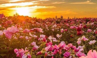 早上暖心问候语 早上暖心问候语怎么说