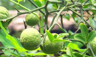 枸橘播种方法 枸橘苗栽培播种管理方法