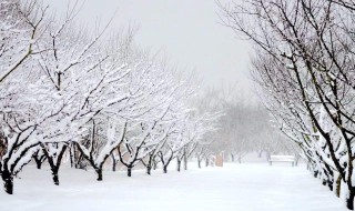 写下雪的一句话 有关下雪的句子