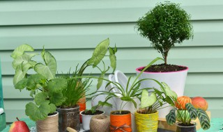 观音草养殖技巧 观音草怎么养?