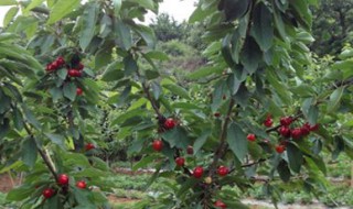 盆栽樱桃树技巧 栽樱桃树的妙招