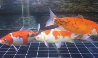 白金锦鲤和龙凤锦鲤是一种吗 白金锦鲤和龙凤锦鲤是不是一种